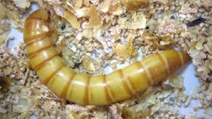 Figure 2. Blister beetle (left) with distinct 