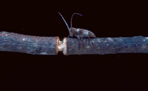 Figure 1. Twig girdler and handiwork (Photo: James Solomon, USDA Forest Service, Bugwood.org)