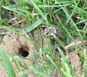 Figure 1. Ground nesting bee resting over tunnel entrance. (Photo: Lee Townsend, UK)