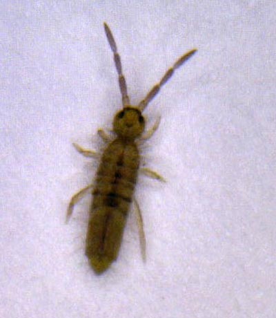 Springtail Pest Control: How to Get Rid of Springtails in Houses