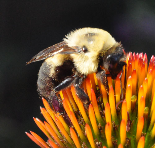 Do carpenter bees pollinate fruit trees