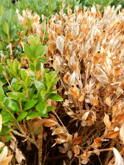 Figure 1: Infected leaves turn from red/bronze to a straw-yellow color. (Photo: Adam Leonberger, UK)