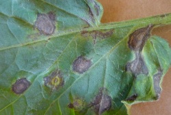 Figure 1: TSWV infected plants may exhibit symptoms such as ringspots on leaves. (Photo: Paul Bachi, UK)
