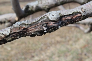Figure 1: Cankers can provide an overwintering site for plant pathogens. (Photo: Nicole Ward Gauthier, UK)