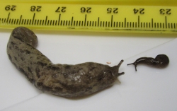 Figure 4. Slugs in different stages of development have been found in in soybean fields during the first week of June in western Kentucky. Note: the ruler in the background is in centimeters (Photo: Raul Villanueva, UK).